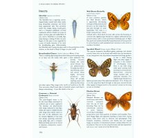 CHRIS PACKHAM'S WILD SIDE OF TOWN. GETTING TO KNOW THE WILDLIFE IN OUR TOWNS AND CITIES 5