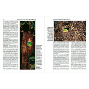 HANDBOOK OF THE BIRDS OF THE WORLD, VOL. 8. BROADBILLS TO TAPACULOS 3