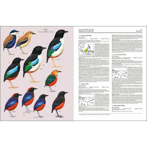HANDBOOK OF THE BIRDS OF THE WORLD, VOL. 8. BROADBILLS TO TAPACULOS 4