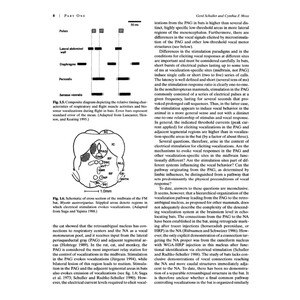 ECHOLOCATION IN BATS AND DOLPHINS 3