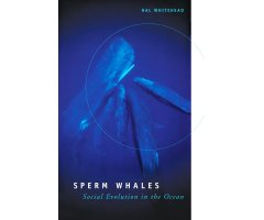 SPERM WHALES: SOCIAL EVOLUTION IN THE OCEAN