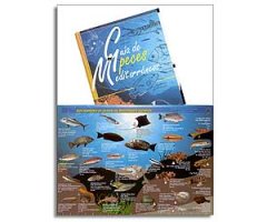 GUÍA DE PECES MEDITERRÁNEOS