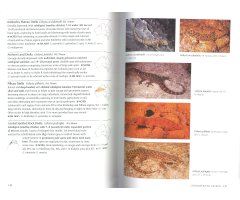 A COMPLETE GUIDE TO REPTILES OF AUSTRALIA_1