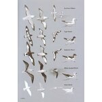 HELM FIELD GUIDES. BIRDS OF CHILE INCLUDING THE ANTARCTIC PENINSULA, THE FALKLAND ISLANDS AND SOUTH GEORGIA 3