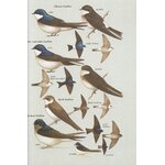 HELM FIELD GUIDES. BIRDS OF CHILE INCLUDING THE ANTARCTIC PENINSULA, THE FALKLAND ISLANDS AND SOUTH GEORGIA 5