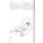 HELM FIELD GUIDES. BIRDS OF BELIZE 2