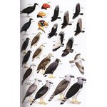 HELM FIELD GUIDES. BIRDS OF BELIZE 3