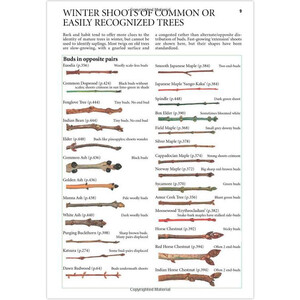 COLLINS TREE GUIDE. THE MOST COMPLETE FIELD GUIDE TO THE TREES OF BRITAIN AND EUROPE 3