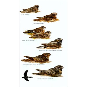 HELM FIELD GUIDES TO THE BIRDS OF THE WEST INDIES 3