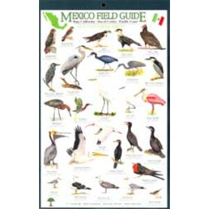 MEXICO FIELD GUIDES. BAJA CALIFORNIA- SEA OF CORTEZ- PACIFIC COAST. BUTTERFLIES
