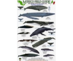 MEXICO FIELD GUIDES. BAJA CALIFORNIA- SEA OF CORTEZ- PACIFIC COAST. MARINE MAMMALS 2