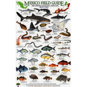 MEXICO FIELD GUIDES. BAJA CALIFORNIA- SEA OF CORTEZ- PACIFIC COAST. REEF FISHES
