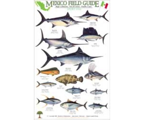 MEXICO FIELD GUIDES. BAJA CALIFORNIA- SEA OF CORTEZ- PACIFIC COAST. SPORT FISH
