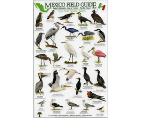 MEXICO FIELD GUIDES. BAJA CALIFORNIA- SEA OF CORTEZ- PACIFIC COAST. SEA AND SHORE BIRDS