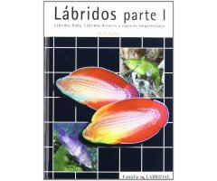 LÁBRIDOS PARTE 1. LÁBRIDOS HADA, LÁBRIDOS ARCOIRIS Y ESPECIES EMPARENTADAS