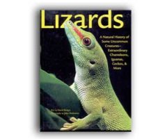 LIZARDS. A NATURAL HISTORY OF SOME UNCOMMON CREATURES- EXTRAORDINARY CHAMELEONS, IGUANAS, GECKOS, & MORE                                          