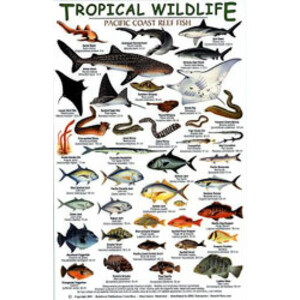 TROPICAL WILDLIFE FIELD GUIDE. SET OF 6 GUIDES