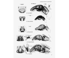 THE SPIDERS OF GREAT BRITAIN AND IRELAND PART 1-TEXT. COMPACT EDITION.