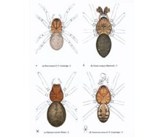 THE SPIDERS OF GREAT BRITAIN & IRELAND