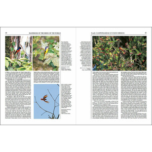 HANDBOOK OF THE BIRDS OF THE WORLD, VOL. 10. CUCKOO-SHRIKES TO THRUSHES 3