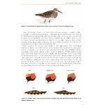 HELM FIELD GUIDES. WADERS OF EUROPE, ASIA AND NORTH AMERICA_1