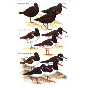 HELM FIELD GUIDES. WADERS OF EUROPE, ASIA AND NORTH AMERICA 3