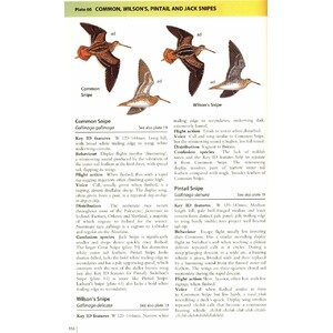 HELM FIELD GUIDES. WADERS OF EUROPE, ASIA AND NORTH AMERICA 4