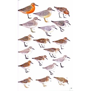 HELM FIELD GUIDES. BIRDS OF THE ATLANTIC ISLANDS. CANARY ISLANDS, MADEIRA, AZORES, CAPE VERDE 3