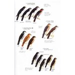 HELM FIELD GUIDES. BIRDS OF NORTHERN SOUTH AMERICA. SPECIES ACCOUNTS 3