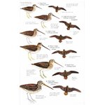 HELM FIELD GUIDES. BIRDS OF NORTHERN SOUTH AMERICA. SPECIES ACCOUNTS 4