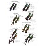 HELM FIELD GUIDES. BIRDS OF NORTHERN SOUTH AMERICA. SPECIES ACCOUNTS 5