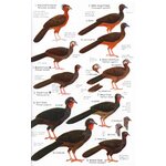 HELM FIELD GUIDES. BIRDS OF NORTHERN SOUTH AMERICA. AN IDENTIFICATION GUIDE. PLATES AND MAPS_1