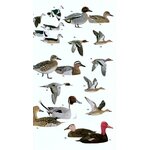 HELM FIELD GUIDES. BIRDS OF SOUTHERN INDIA_1
