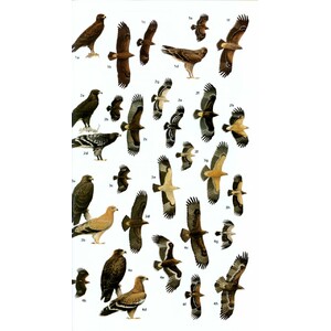 HELM FIELD GUIDES. BIRDS OF SOUTHERN INDIA 4