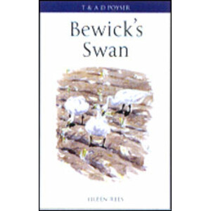 BEWICK'S SWAN