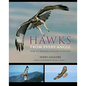 HAWKS FROM EVERY ANGLE. HOW TO IDENTIFY RAPTORS IN FLIGHT