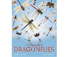 A DAZZLE OF DRAGONFLIES   
