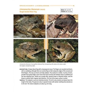 A FIELD GUIDE TO THE FROGS OF BORNEO_1