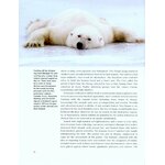 BEARS. A YEAR IN THE LIFE_1