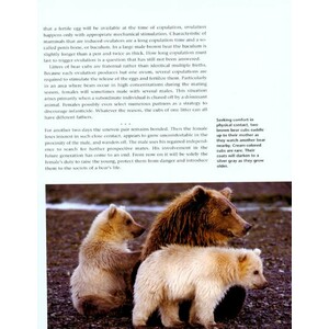 BEARS. A YEAR IN THE LIFE 3