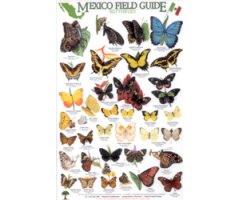 MEXICO FIELD GUIDE. BUTTERFLIES