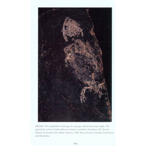 FOSSILS: A PHOTOGRAPHIC FIELD GUIDE 5