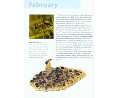 NICK BAKER'S BRITISH WILDLIFE: A MONTH BY MONTH GUIDE 2