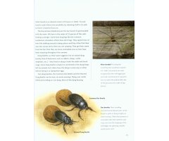 NICK BAKER'S BRITISH WILDLIFE: A MONTH BY MONTH GUIDE 4