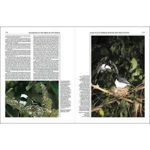 HANDBOOK OF THE BIRDS OF THE WORLD, VOL. 11 OLD WORLD FLYCATCHERS TO OLD WORLD WARBLES 3