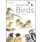 HOW TO IDENTIFY BIRDS