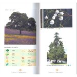ÁRBOLES Y ARBUSTOS IBÉRICOS. GUÍA PRÁCTICA DE IDENTIFICACIÓN_1