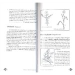 ÁRBOLES Y ARBUSTOS IBÉRICOS. GUÍA PRÁCTICA DE IDENTIFICACIÓN 3