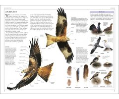 RSPB BIRDS OF BRITAIN AND EUROPE 2