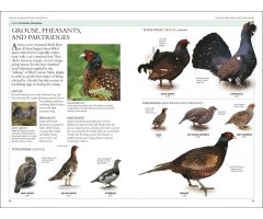 RSPB BIRDS OF BRITAIN AND EUROPE 3
